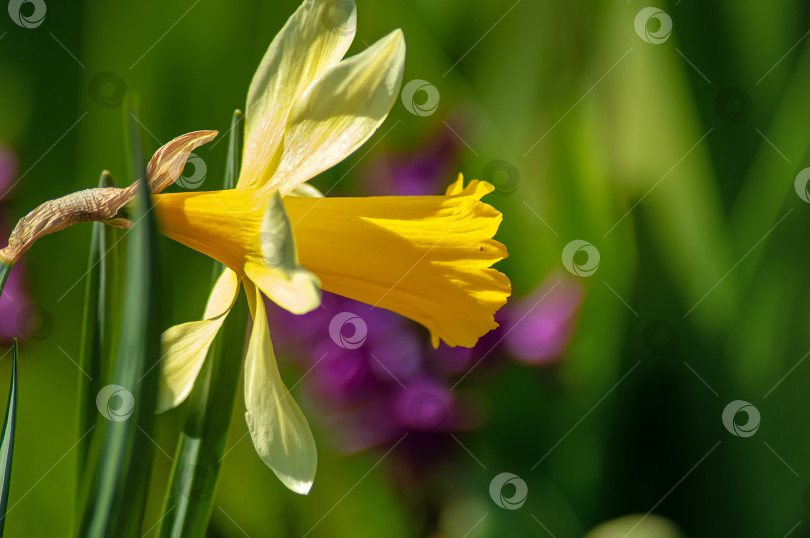 Скачать Цветы нарцисса в садах распускаются весной. Нарциссы в солнечном весеннем саду фотосток Ozero