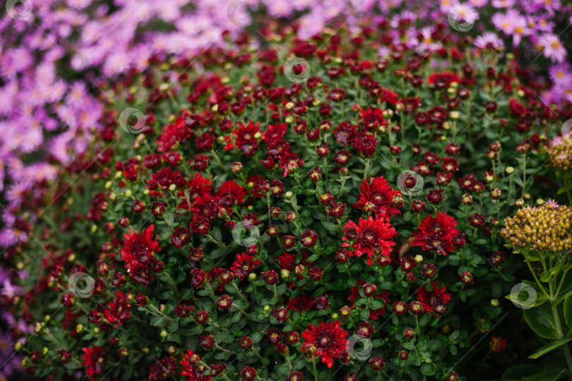 Скачать Кусты садовых цветов растут на клумбе пушистым кустом. Осенний красивый фон. Естественная текстура. фотосток Ozero
