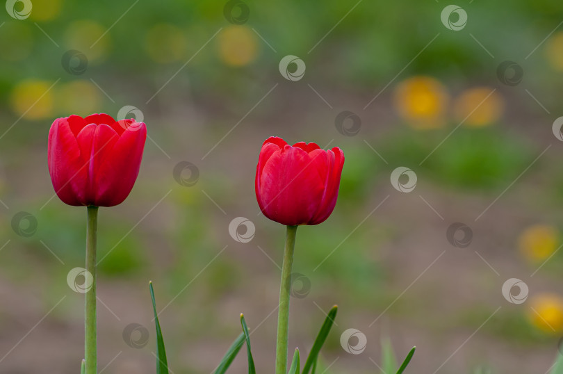 Тюльпаны на даче (105 фото)