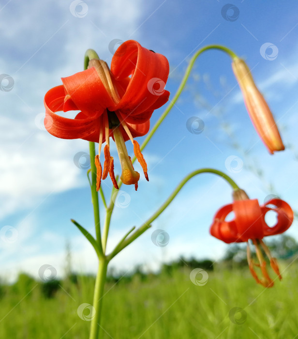 Скачать Красная дикая лилия на фоне голубого неба фотосток Ozero