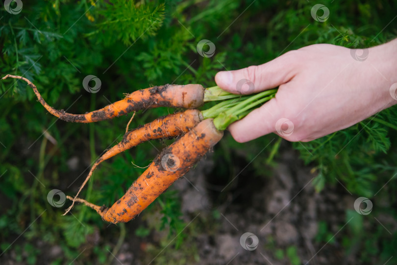 Скачать Фермер, собирающий морковь. Мужчина-садовник вытаскивает морковь из земли. Выращивание органических овощей. фотосток Ozero