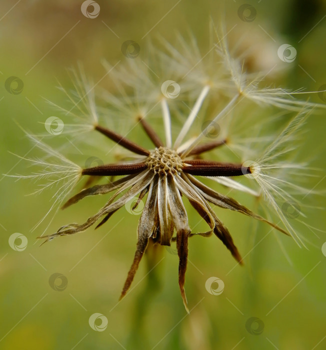 Скачать Сухой цветок с семенами макро фотосток Ozero