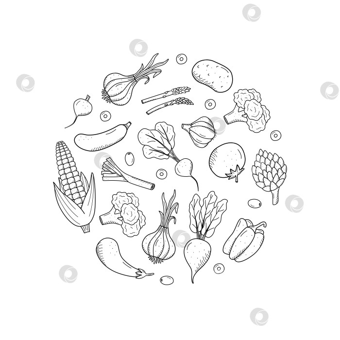 Скачать Коллекция рисунков овощей в стиле каракули. Набор векторных иллюстраций урожая кукурузы, картофеля, моркови, редиса, свеклы, чеснока, лука, помидоров и т.д. фотосток Ozero