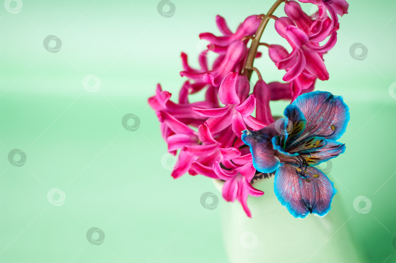 Скачать Крупным планом красивые розовые цветы гиацинта и голубой альстромерии фотосток Ozero
