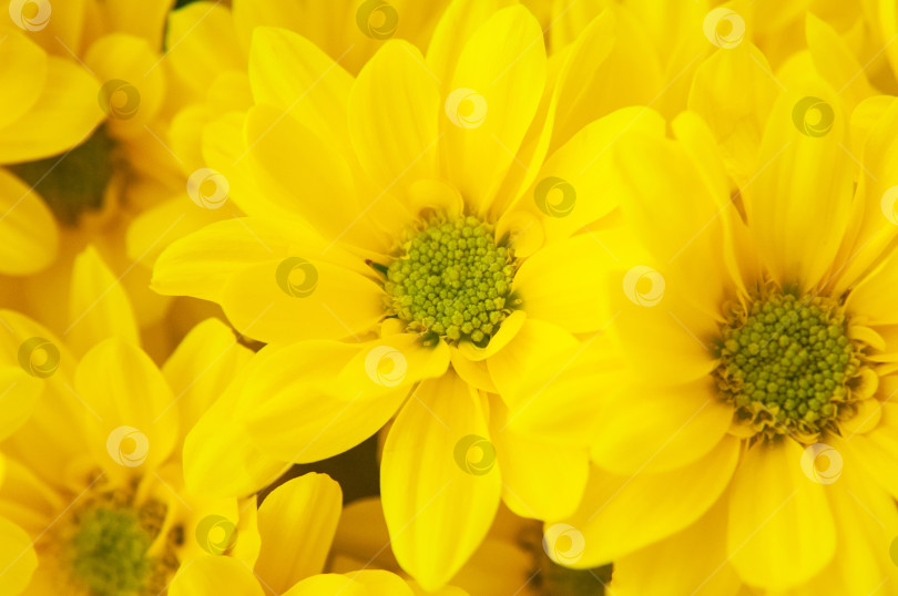 Скачать Макросъемка цветов маргаритки с желтыми лепестками и зеленой пыльцой фотосток Ozero