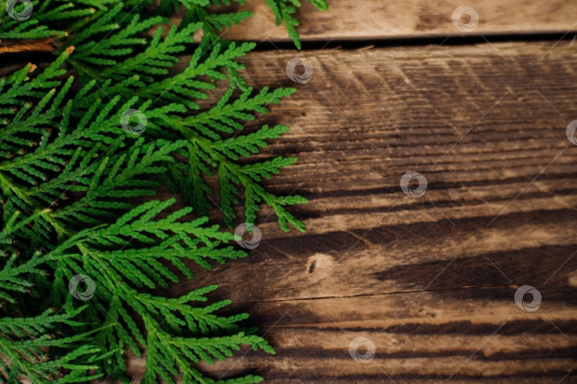 Скачать Пушистые зеленые ветви дерева туя на коричневой поверхности деревянных досок. Рождество и Новый год. фотосток Ozero