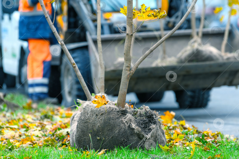 Скачать Саженец дерева с корневым комком из мешковины, перевезенный из питомника, стоит в городском парке для посадки или пересадки. фотосток Ozero