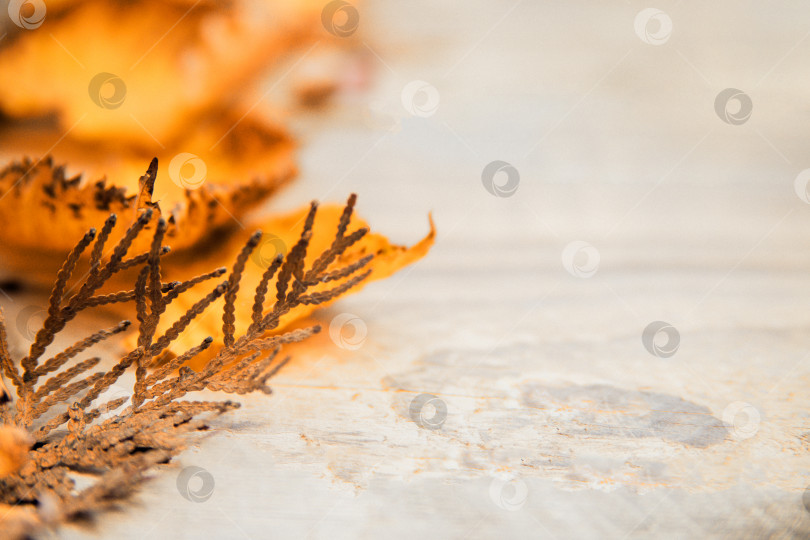 Скачать Желтые осенние листья на светлом деревянном фоне. Пустое место для текста.Осенний фон. фотосток Ozero