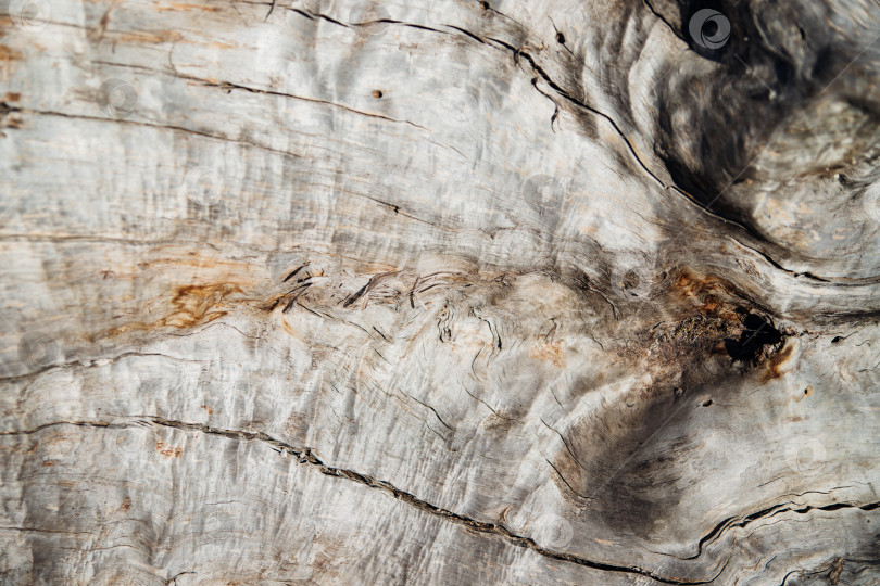 Скачать Крупный план коры дерева. Старое дерево. Текстура неровной и шероховатой деревянной поверхности. фотосток Ozero