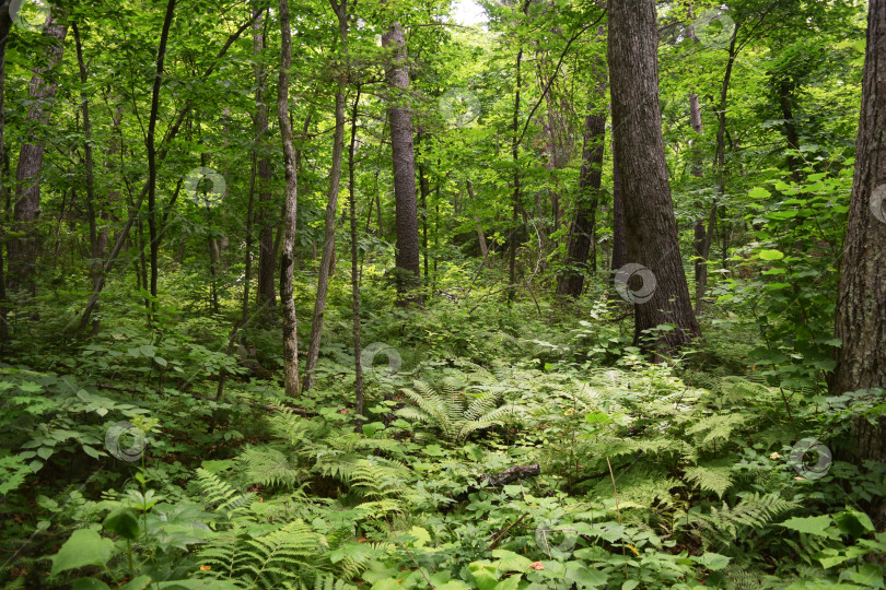 Скачать мистический волшебный густой зеленый непроходимый лес с папоротниками фотосток Ozero