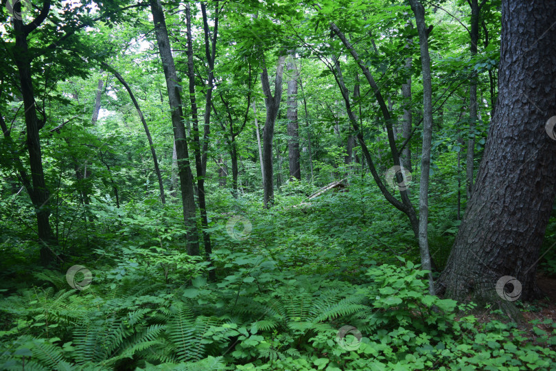 Скачать мистический волшебный густой зеленый непроходимый лес с папоротниками фотосток Ozero