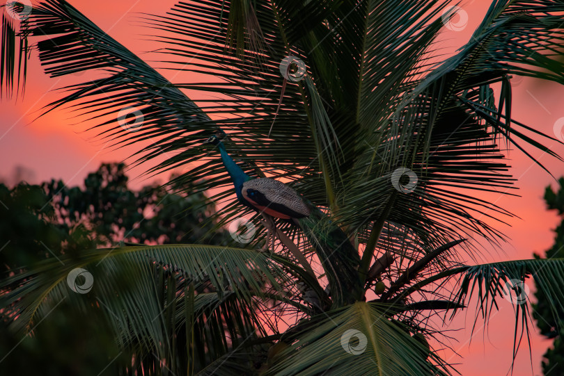 Скачать Голубой павлин сидит на кокосовой пальме, а закатное небо в ба фотосток Ozero