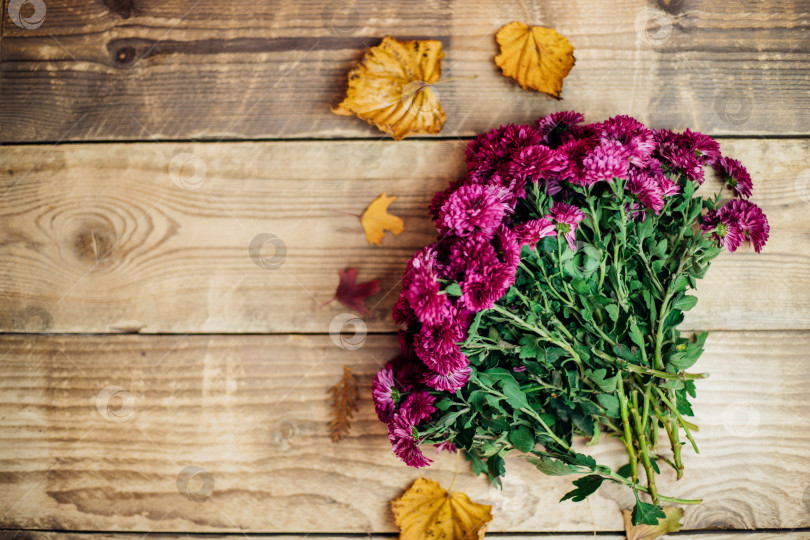 Скачать Фиолетовые цветы на старинном коричневом деревянном фоне.Осенние маленькие хризантемы. Пустое место для текста. фотосток Ozero
