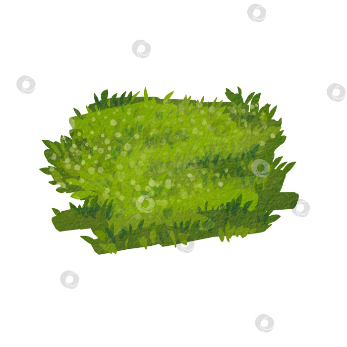 Скачать Зеленая луговая трава крупным планом. Акварельная иллюстрация растений. Сочная трава, элемент луга. Иллюстрация со съемочной площадки в лесу. Подходит для фона, наклейки, клипарта, дизайна. фотосток Ozero