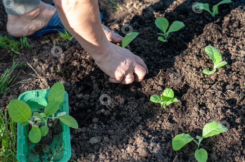 Скачать Женские руки, держащие почву и молодое растение, крупным планом. фотосток Ozero