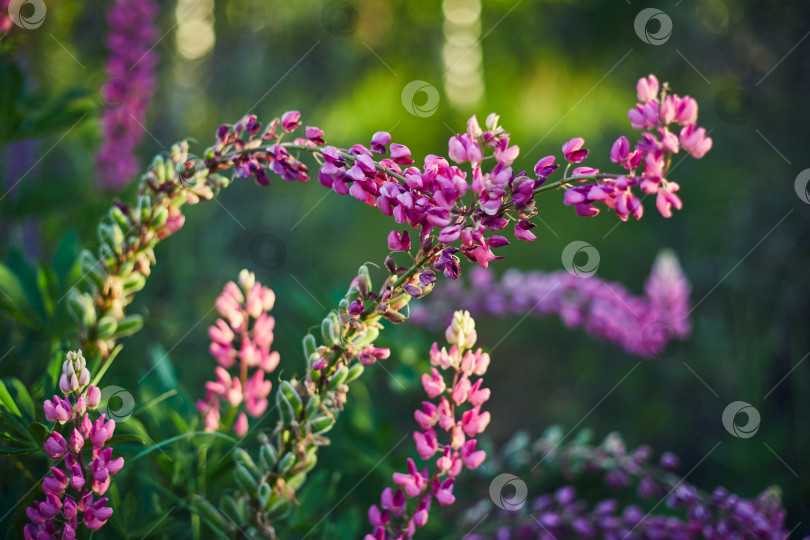 Скачать Цветет пурпурный люпин. Крупным планом яркие цветы на зеленой траве фотосток Ozero