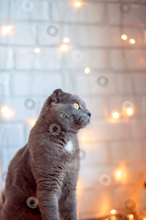 Скачать Красивая британская вислоухая кошка сидит на фоне рождественских огней фотосток Ozero