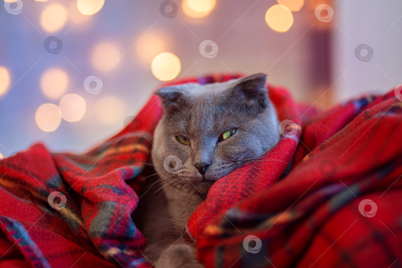Скачать Красивая серая короткошерстная кошка нежится в красном клетчатом одеяле на фоне рождественских гирлянд. фотосток Ozero