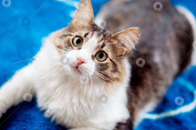 Скачать Красивая пушистая кошка лежит на диване и смотрит в кадр фотосток Ozero