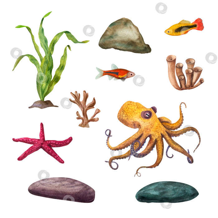 Скачать Множество морских обитателей. Морские зеленые водоросли, осьминог, морская звезда, кораллы, рыбы, подводные скалы. Композиция, выделенная на белом фоне. Акварельная иллюстрация для дизайна, открыток, фона, сувениров фотосток Ozero