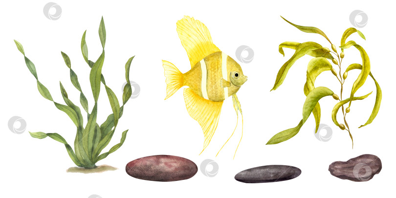 Скачать Набор из морской зеленой ламинарии, желтых рыбок, подводных камней. Композиция из рыбы-ангела, водорослей, выделенных на белом фоне. Акварельная иллюстрация для дизайна, открыток, сувениров, этикеток фотосток Ozero
