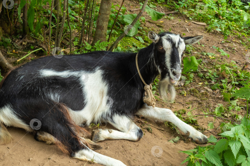 Скачать Домашнее животное-коза фотосток Ozero
