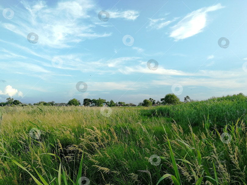 Скачать Зелёный луг под голубым небом с белыми облаками фотосток Ozero