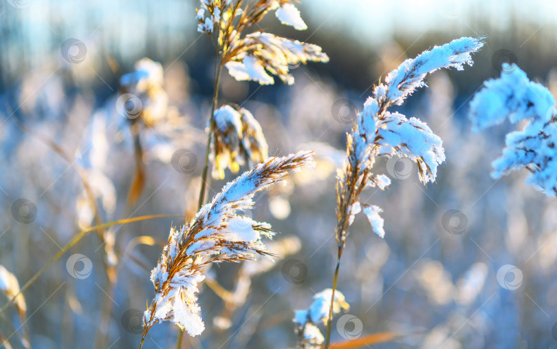 Скачать Замороженное растение в селективном фокусе, покрытое снегом на зимней природе, зимний фон. фотосток Ozero