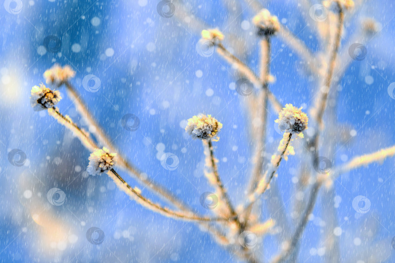 Скачать Замороженное, ледяное растение с избирательным акцентом на зимнюю природу, зимний фон под снегопадом. фотосток Ozero