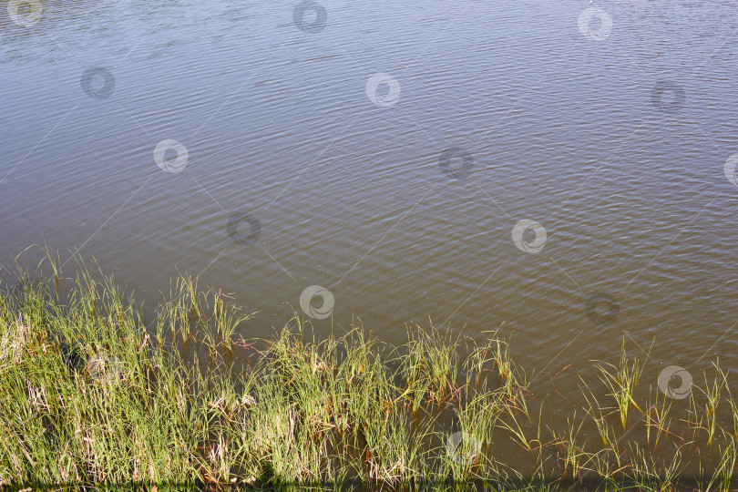 Скачать поверхность воды озера и рост травы. фотосток Ozero