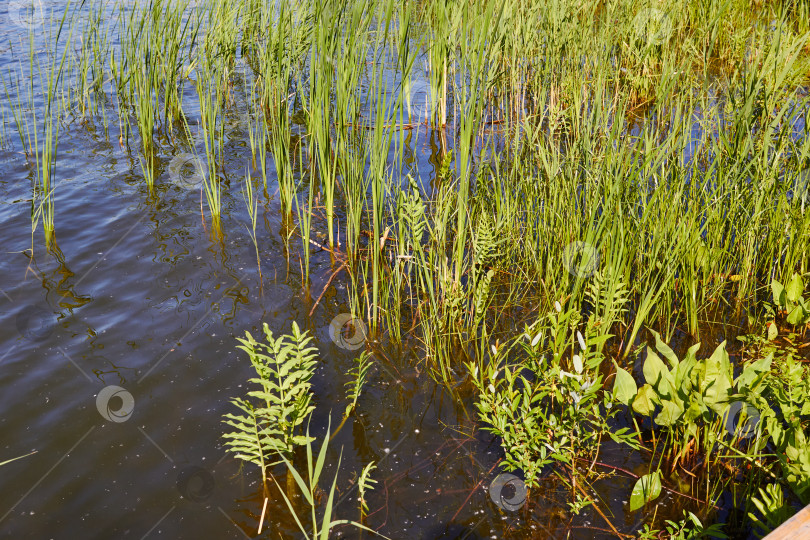 Скачать Фотография пруда с зеленой травой на поверхности воды. фотосток Ozero