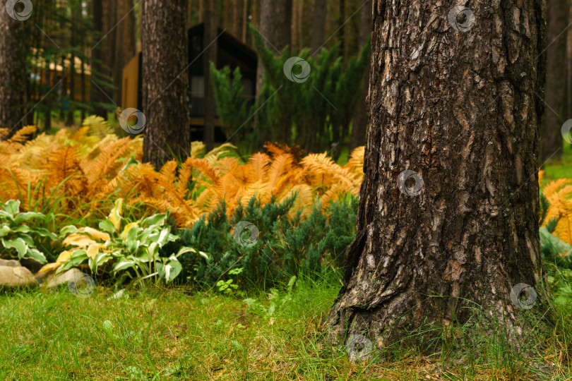 Скачать осенний садовый пейзаж с пожелтевшими папоротниками фотосток Ozero