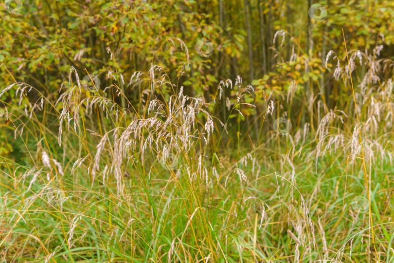 Скачать осенняя растительность - сухая трава на фоне пожелтевшего неба фотосток Ozero