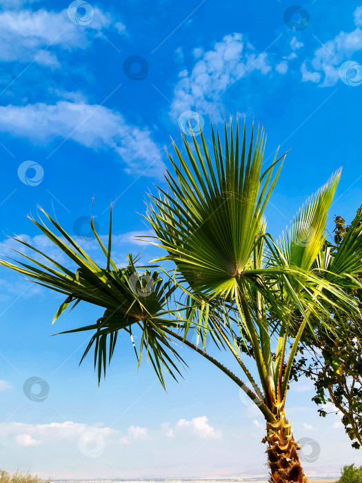 Скачать Пальмы на фоне голубого неба фотосток Ozero