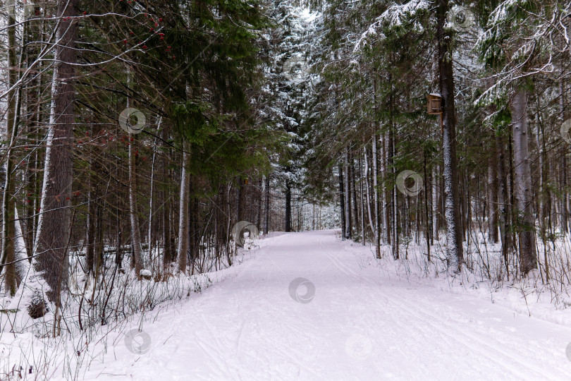 Скачать лыжная трасса в заснеженном зимнем лесу фотосток Ozero