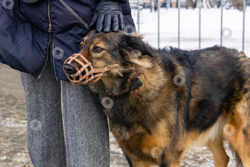 Скачать встревоженная собака в наморднике прижимается к ноге хозяина на открытом воздухе фотосток Ozero