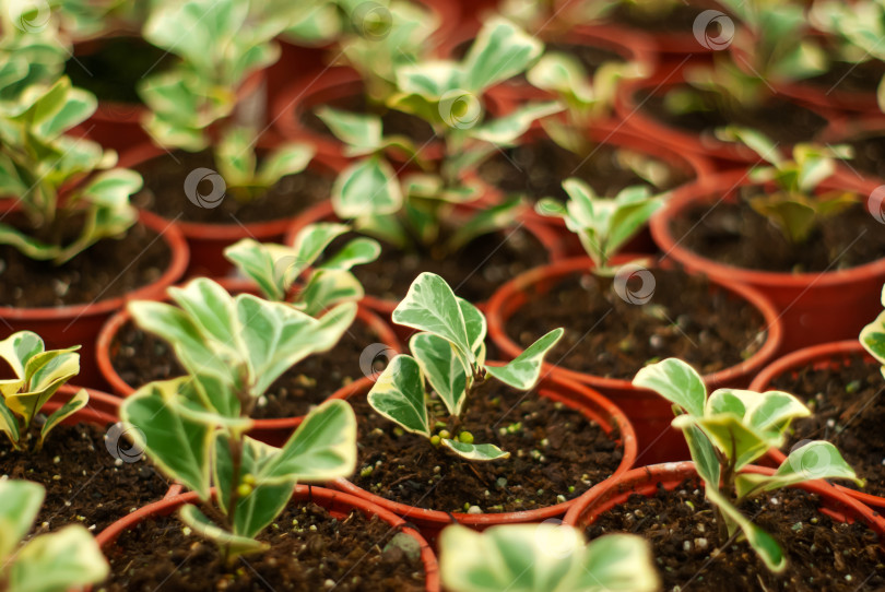 Скачать горшки с ростками комнатных растений Ficus triangularis фотосток Ozero