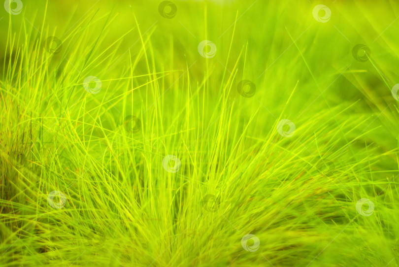 Скачать зеленый размытый фон с травой фотосток Ozero