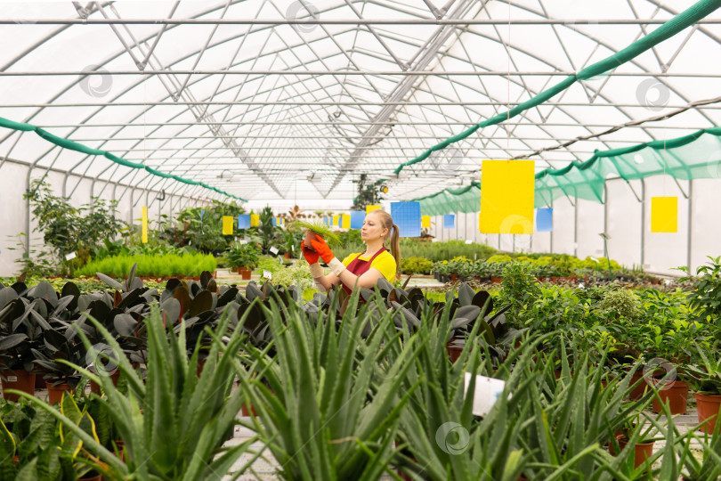 Скачать женщина-садовник в теплице с комнатными растениями фотосток Ozero