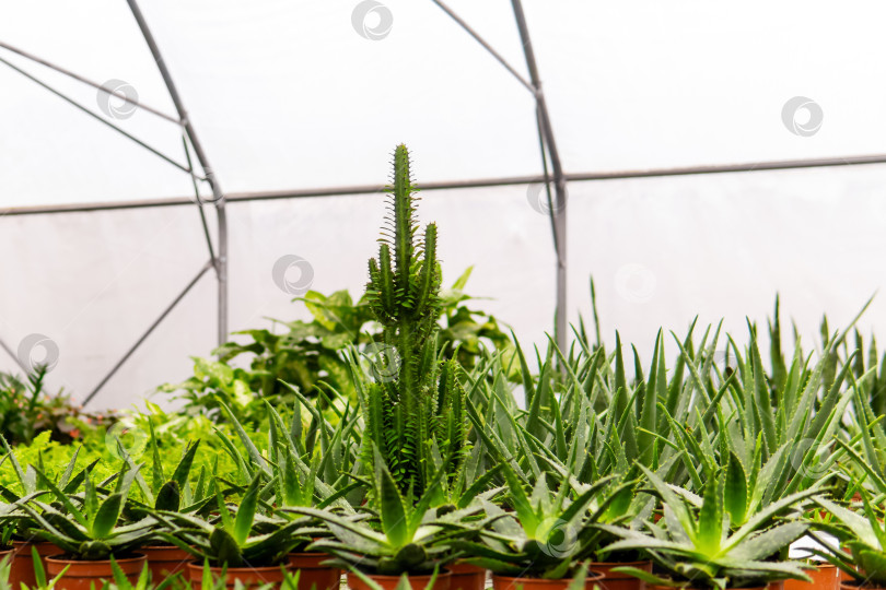 Скачать различные комнатные тропические растения в теплице фотосток Ozero