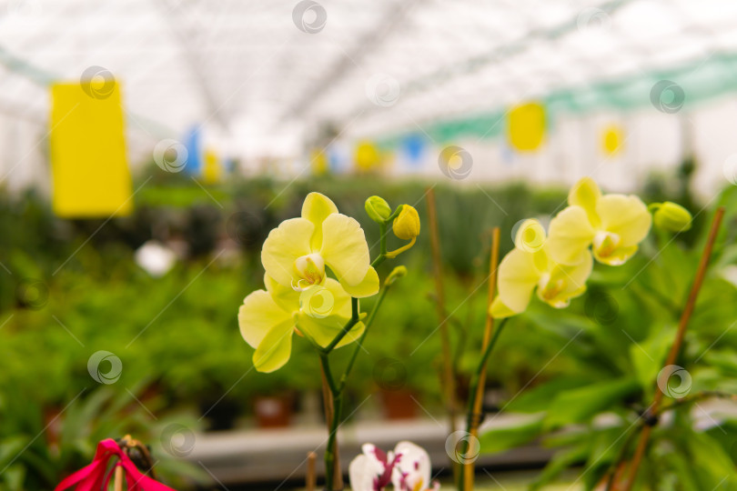 Скачать цветок желтой орхидеи крупным планом на размытом фоне фотосток Ozero