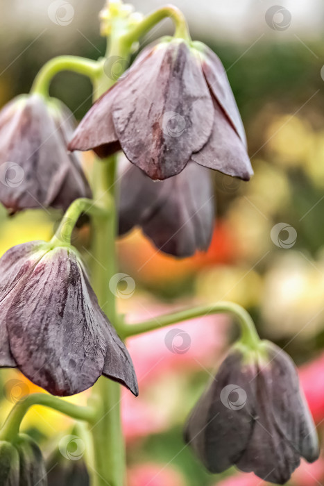 Скачать Красивый цветущий пурпурный тюльпан весной фотосток Ozero