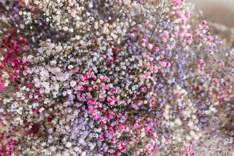 Скачать Естественный фон из разноцветных цветов гипсофилы. Весенние цветы.Декор интерьера фотосток Ozero