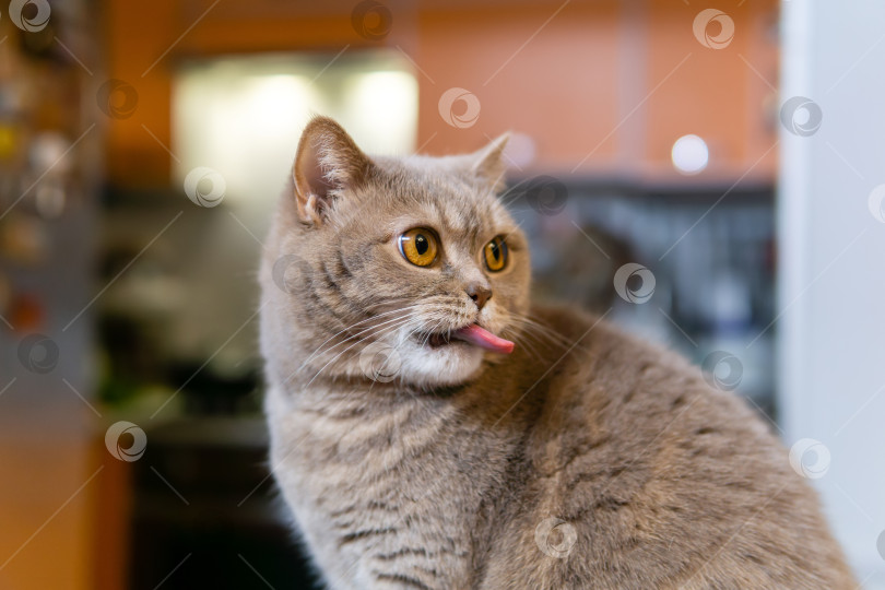 шотландский страйт-кот высовывает язык - Ozero - российский фотосток