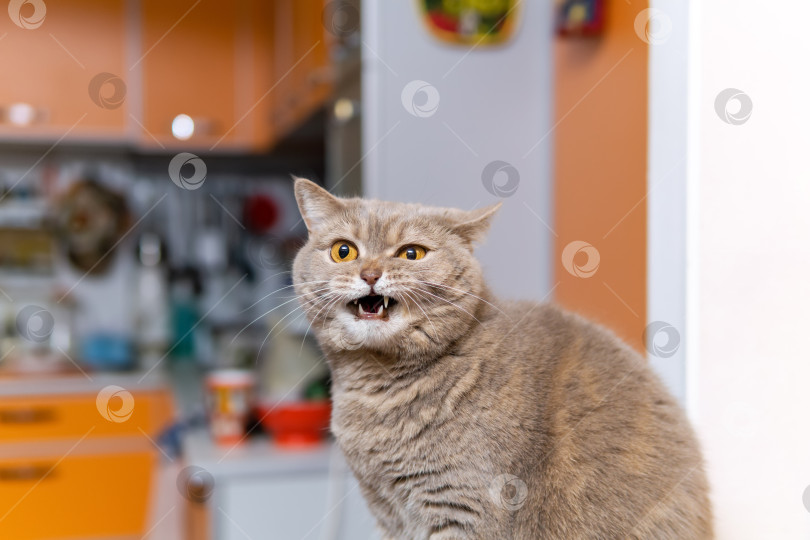 Скачать шотландский страйт-кот мяукает фотосток Ozero