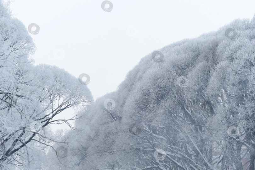 Скачать замерзшие деревья на фоне пасмурного неба в морозную погоду фотосток Ozero