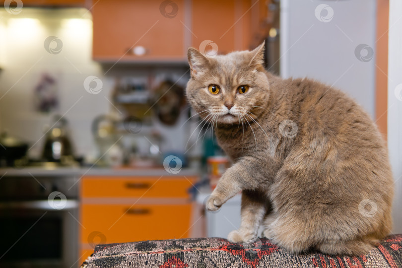 Скачать шотландский страйт-кот насторожился, прерывая мытье фотосток Ozero
