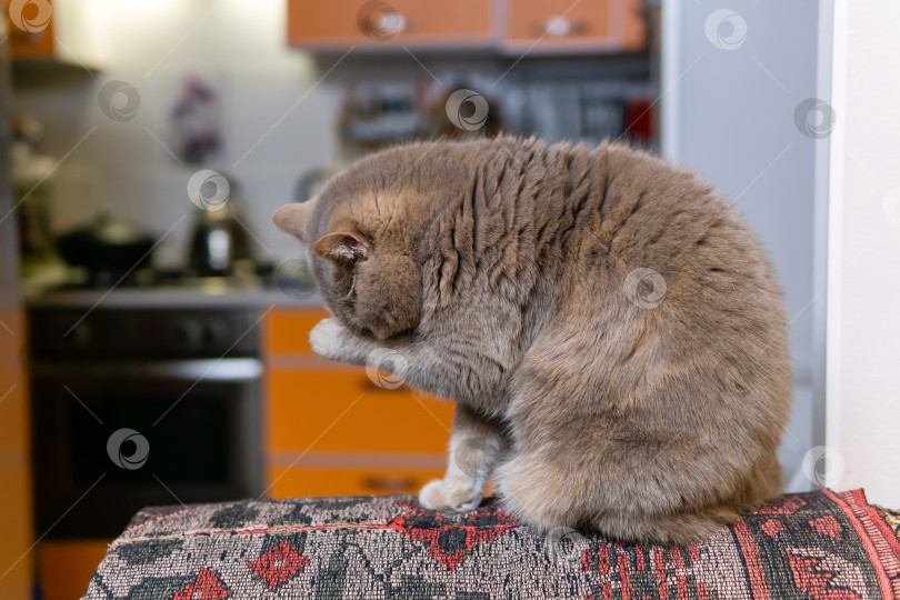 Скачать шотландский страйт-кот моется сам фотосток Ozero
