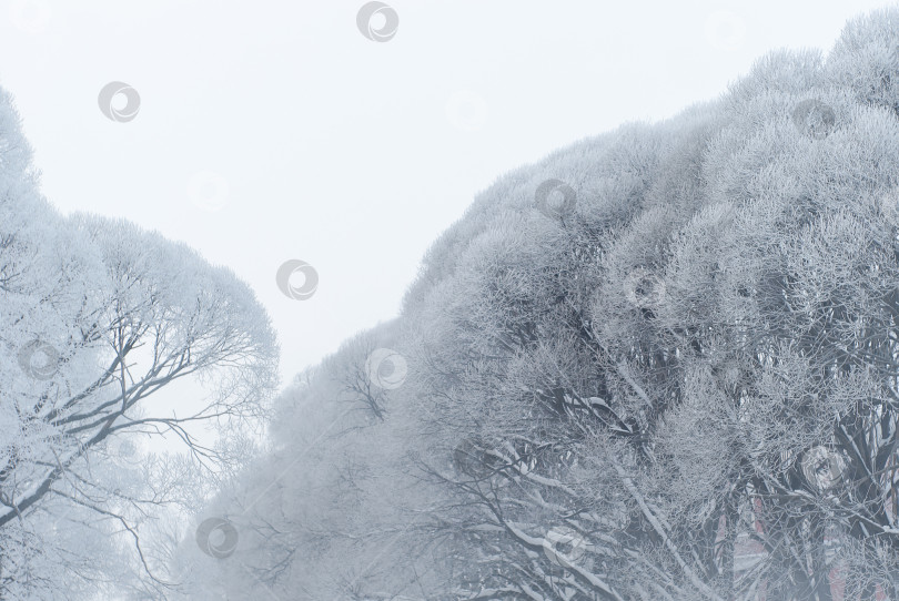 Скачать замерзшие деревья на фоне пасмурного неба в морозную погоду фотосток Ozero