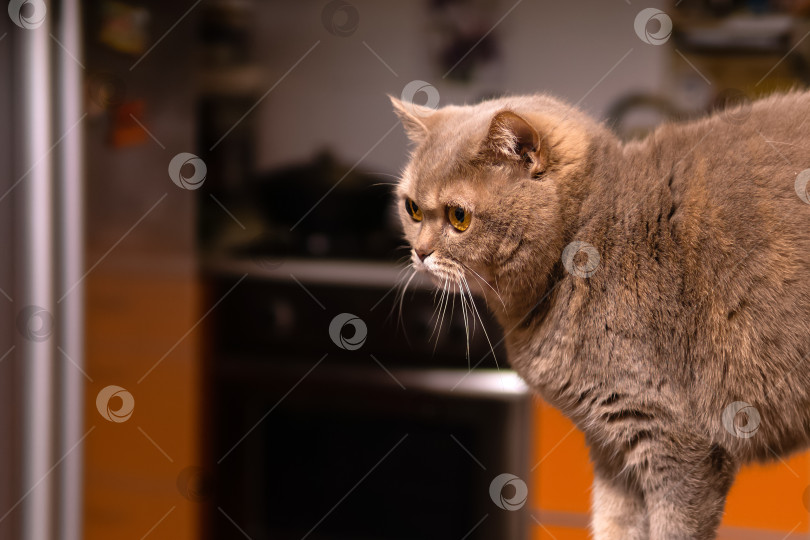 Скачать шотландский страйт-кот старательно отводит взгляд фотосток Ozero